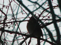 mrs cardinal 002.webp