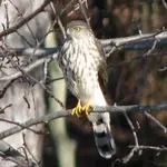 CooperHawk12x.webp