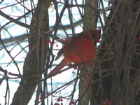snowmobile, birds 009.webp