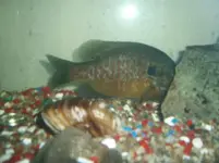fish 005.webp