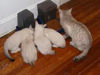 kitties and dad.webp