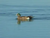 mallard mutant.webp