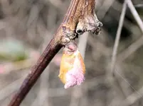 grape budA.webp
