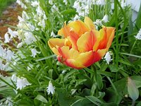 tulipA.jpg