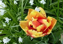tulipB.webp tulipB.webp
