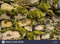 dry-masonry-stonewall-with-moss-closeup-as-backgro-G0B5DW.jpg