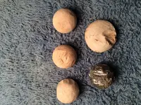 Hog Chewed Musket Ball.webp