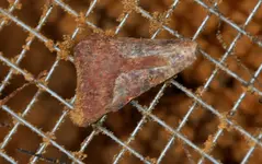 sharktooth.webp