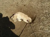 bella hole 1.webp