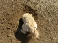 bella hole 2.webp