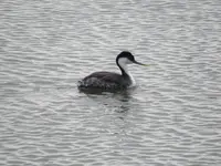 great blue heron 013.webp great blue heron 013.webp