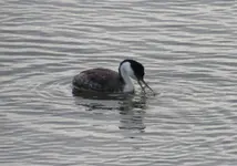 great blue heron 005.webp great blue heron 005.webp