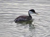 great blue heron 007.webp great blue heron 007.webp