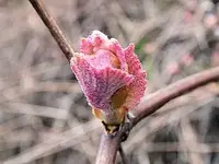 grape budB.webp