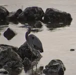great blue heron 003.webp great blue heron 003.webp