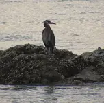 great blue heron 034.webp great blue heron 034.webp