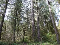 woods.webp woods.webp