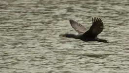 Cormorant.webp Cormorant.webp