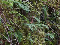 mossy rock2.webp