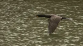 Cormorant2.webp