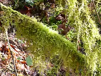 moss.webp