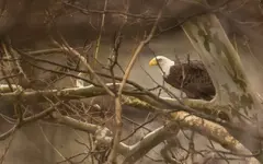 Eagle in Sycamore.webp