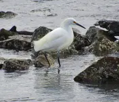 great blue heron 015.webp great blue heron 015.webp