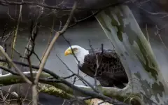 Eagle in Sycamore.webp