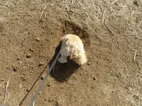 bella hole 3.webp