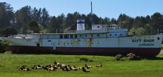 elk ashore 002.webp