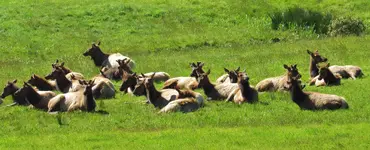 elk ashore 006.webp elk ashore 006.webp