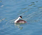 birds in the bay 016.webp