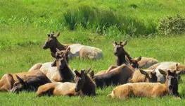 elk ashore 021.webp