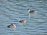 birds in the bay 033.webp