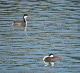 birds in the bay 050.webp