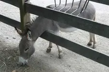 mule%20(2).webp