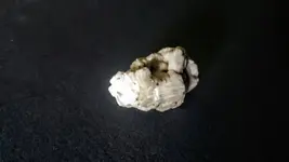 1490819597863.webp