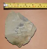DSCN5707.webp