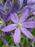camasN1.webp