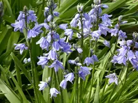 blue bells3A.webp