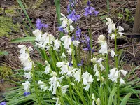 blue bells4A.webp