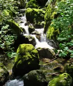redwood nature trail full hike 022.webp
