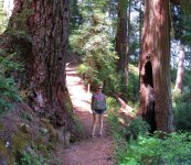 redwood nature trail full hike 029.jpg