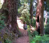 redwood nature trail full hike 029.webp