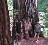 redwood nature trail full hike 041.webp