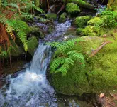 redwood nature trail full hike 043.webp