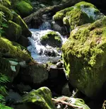 redwood nature trail full hike 063.webp