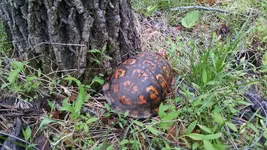 box turtle.webp box turtle.webp