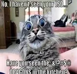 thB1MFLKDD    cat.webp