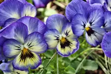 002.webp